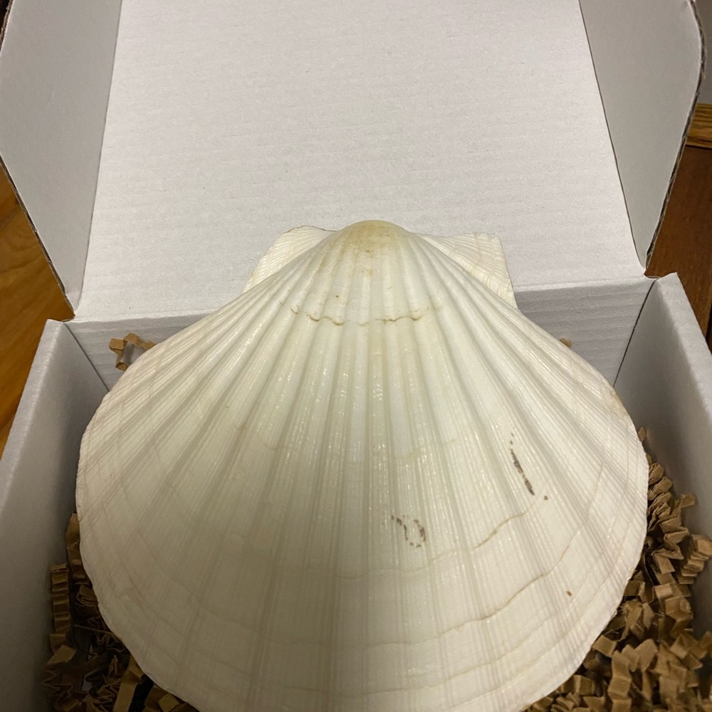 Decoupage Scallop Shell - Picture 3 of 3